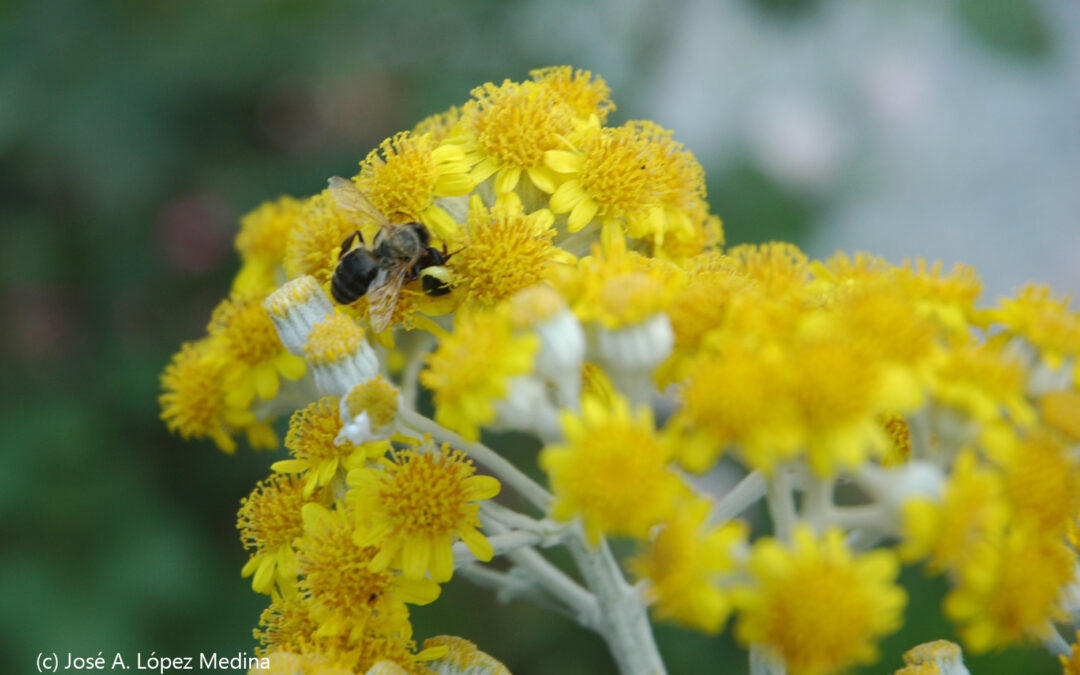 Las abejas pueden aumentar la carga eléctrica de la atmósfera